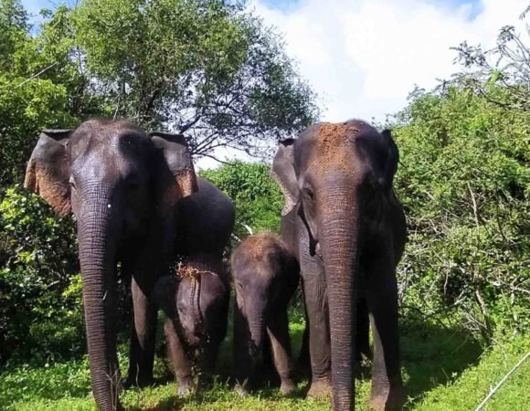 A Herd of Elephants in Yala