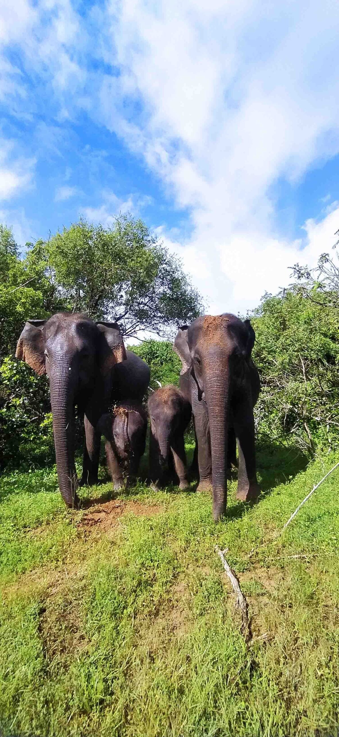 Wild elephant in Yala National Park