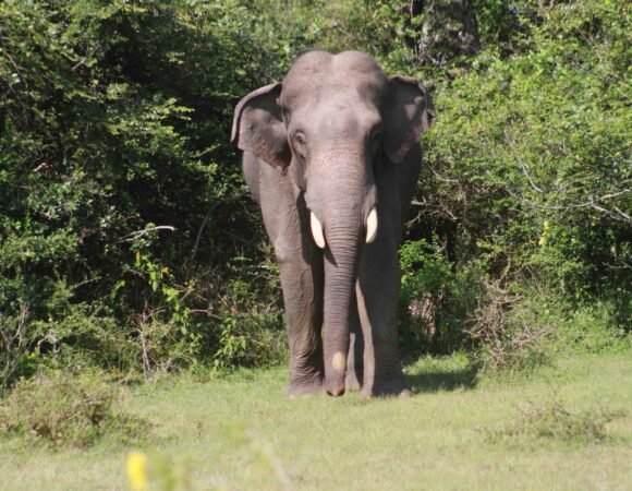 Majestic Encounter: A Gentle Giant in Yala