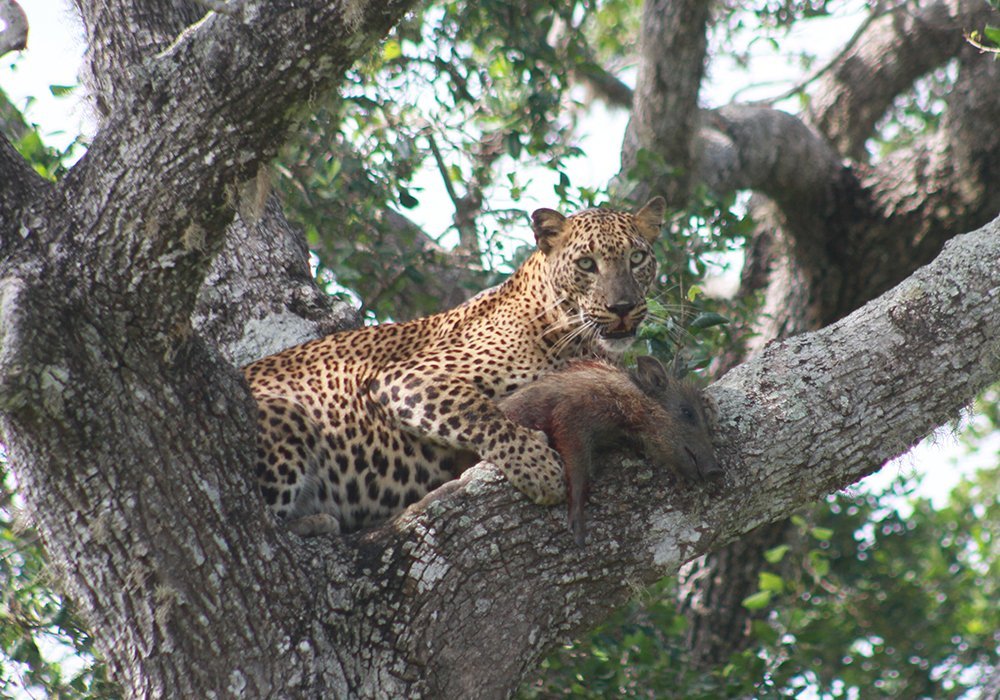 yala safari srilanka