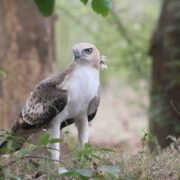 Birdwatching in Yala National Park, home to over 215 recorded species