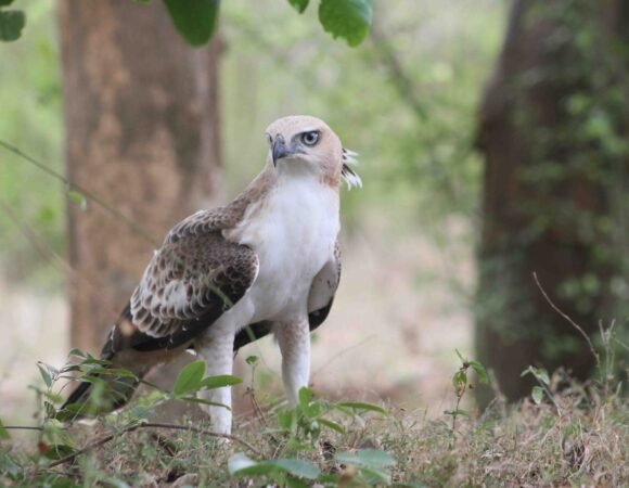 The Changeable Hawk-Eagle