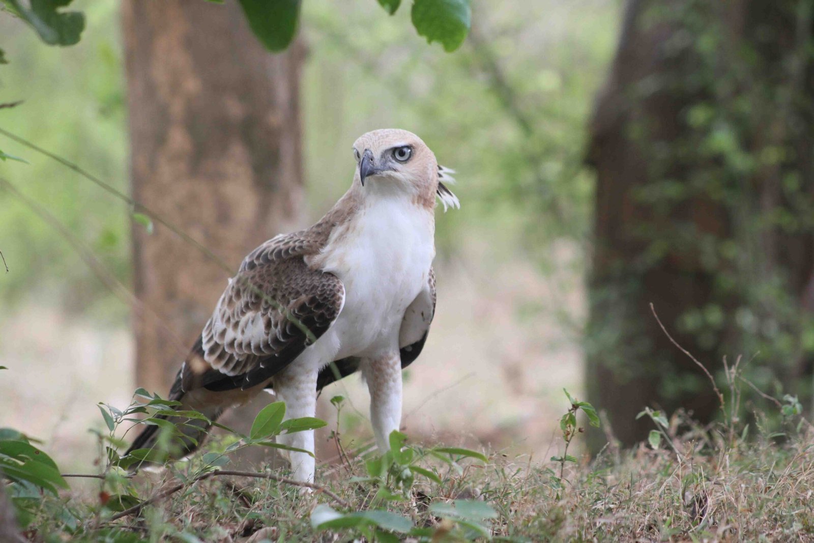 yala safari srilanka