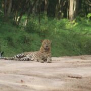yala safari srilanka