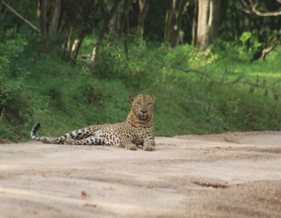 Meet the Majestic Yala Leopard
