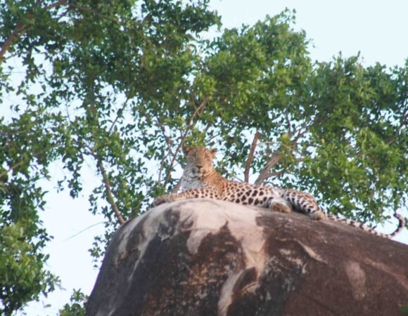 Yala's Elusive Leopard