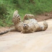 yala safari srilanka