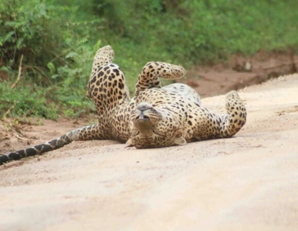 A Rare Glimpse into the Playful Side of Yala's Leopards