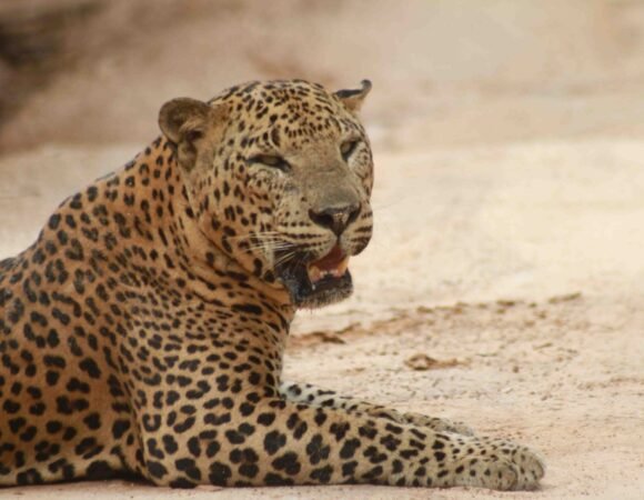 The Serengeti of Sri Lanka, Yala's Big Cats