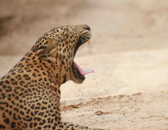 A Moment of Vigilance