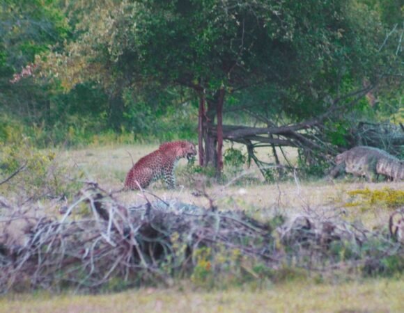 Nature's Drama Unfolds