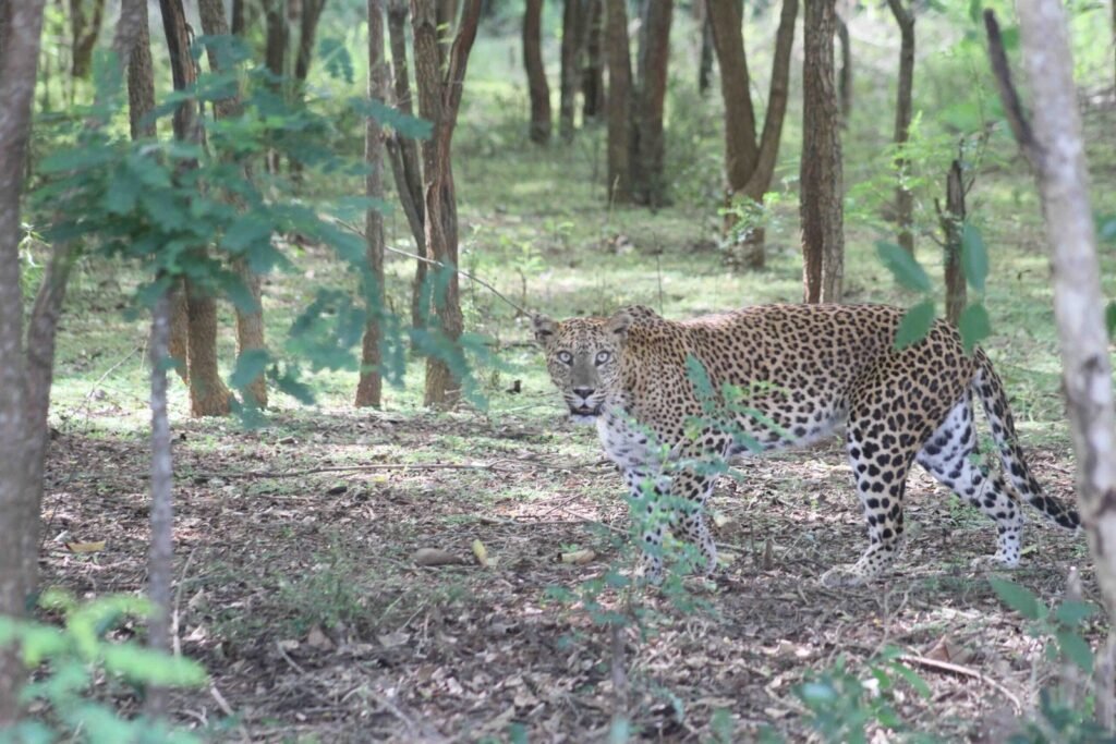 yala safari srilanka