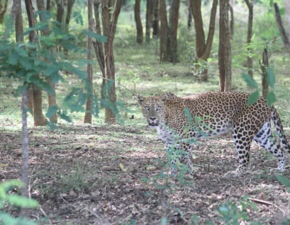 A Glimpse of Stealth