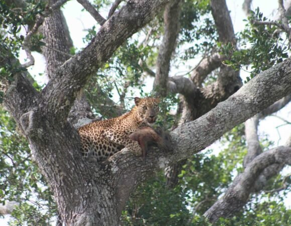 A Feast in the Trees