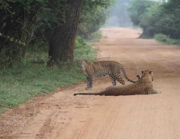 A Leopard Duo in Yala