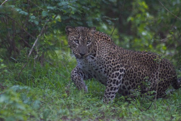 yala leopards 
