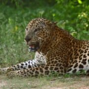 What to Expect on Your First Yala Safari (Honest Guide 2026)