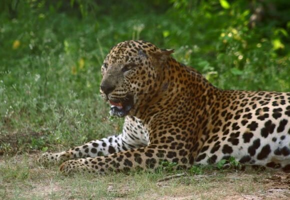 What to Expect on Your First Yala Safari (Honest Guide 2026)