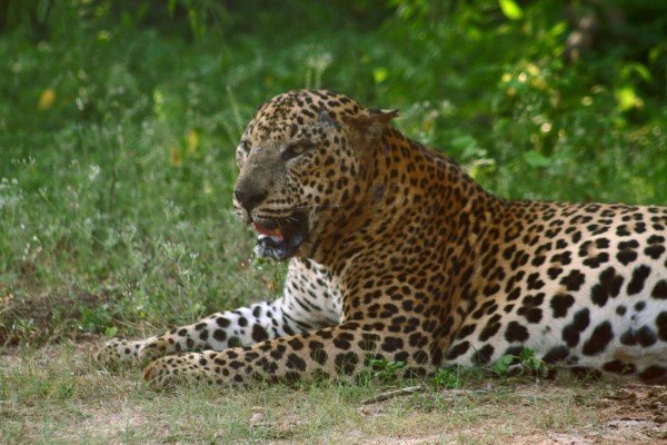 What to Expect on Your First Yala Safari (Honest Guide 2026)