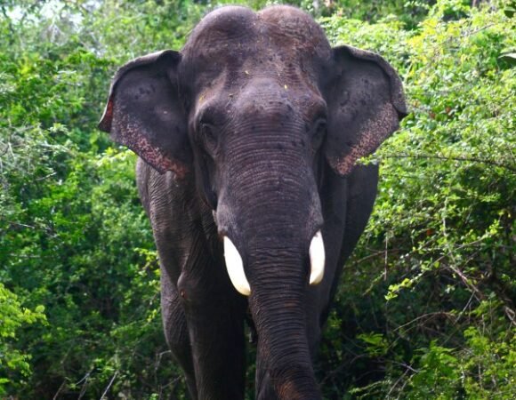 Yala vs Udawalawe National Park: Which Should You Visit? (2026)