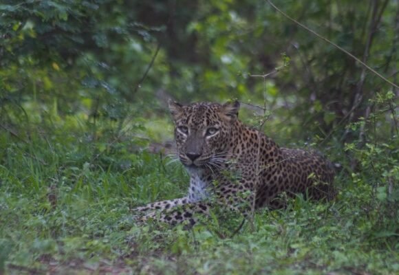 Sri Lankan Leopard at Yala: Facts, Behaviour & How to Spot One