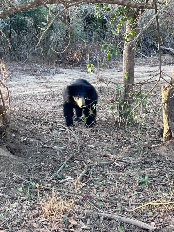 Sri Lankan sloth bear spotted on a Menaka Safari full-day Yala tour